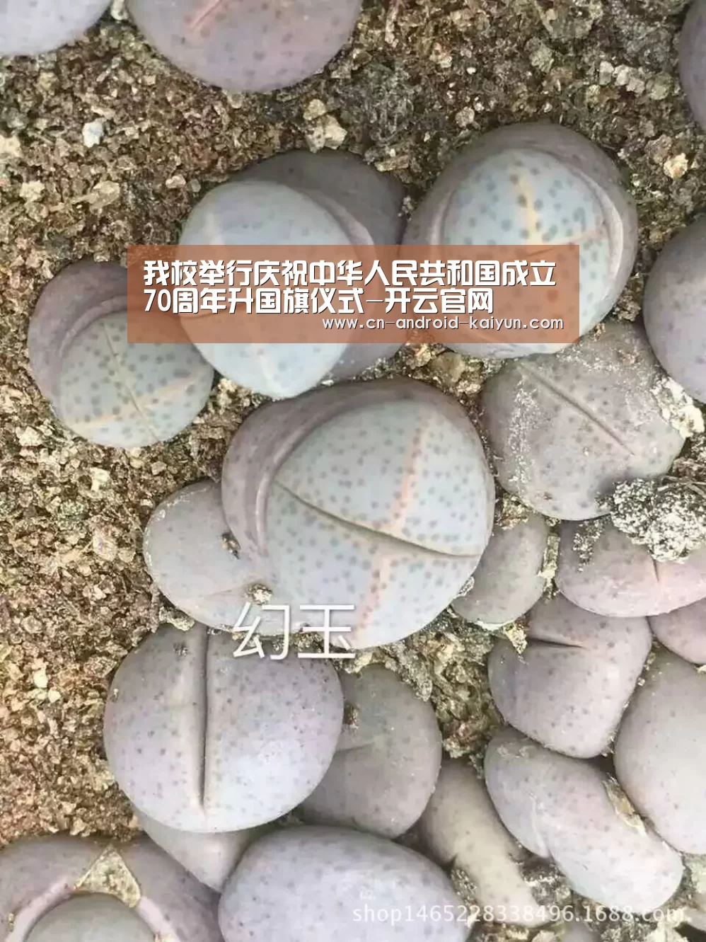 开云官网